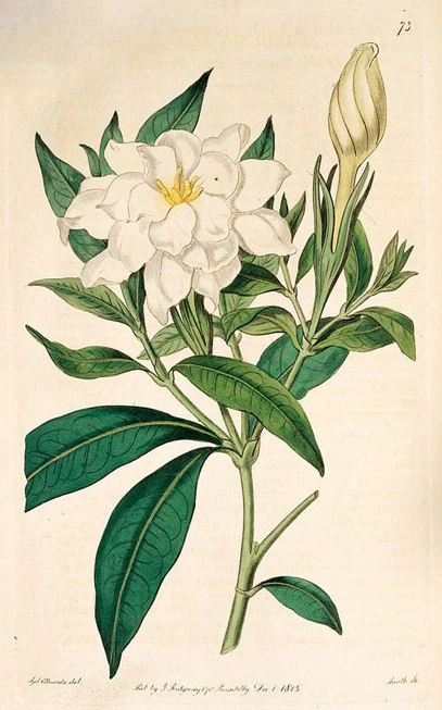 Gardenia essential oil , (Gardenia jasminoides). 3