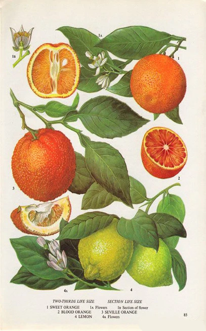 Citrus essential oils. 3