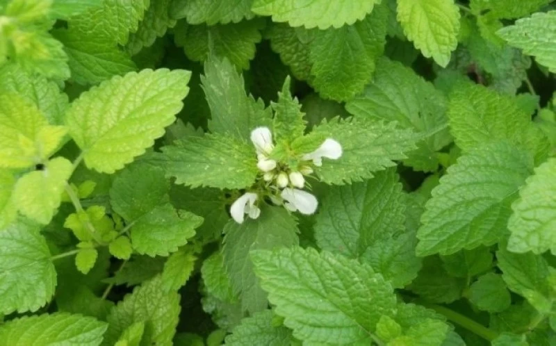 Βάμμα Μελισσόχορτο, Lemon Balm tincture,  ( Melissa officinalis ).    50ml 2