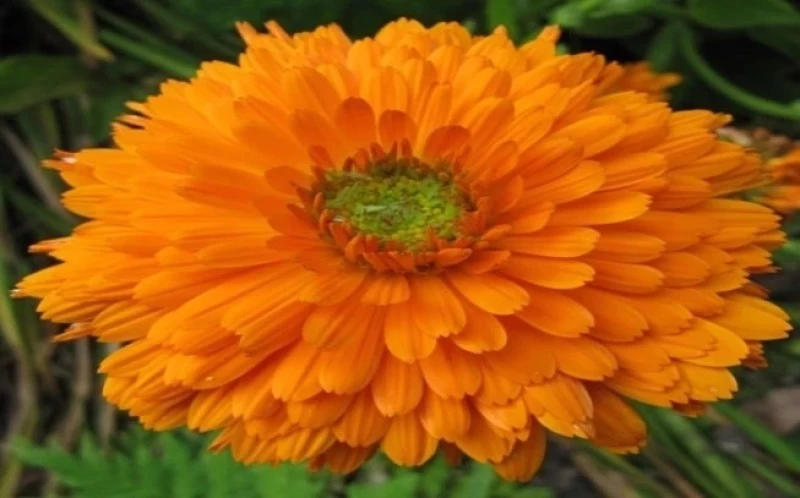 Βάμμα Καλέντουλας,  Marigold tincture, ( calentula officinallis ).    50ml 2