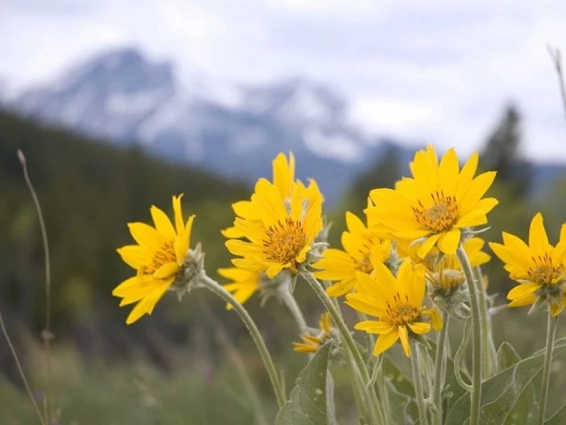 Arnica Tincture, ( Arnica montana L ).     50ml 2