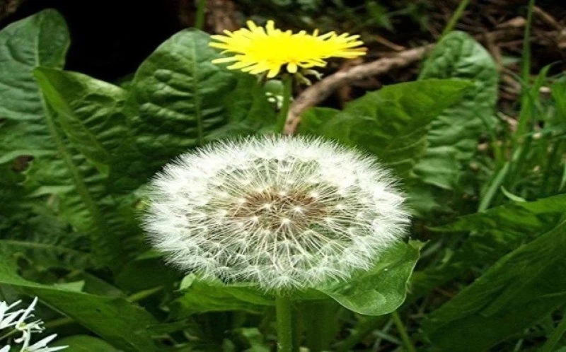 Dandelion Tincture, (taraxacum officinale ).     50ml 2