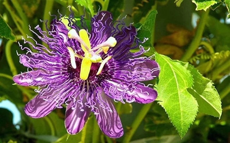 Purple passion flower Tincture,  ( passiflora incarnate ).   50ml 2