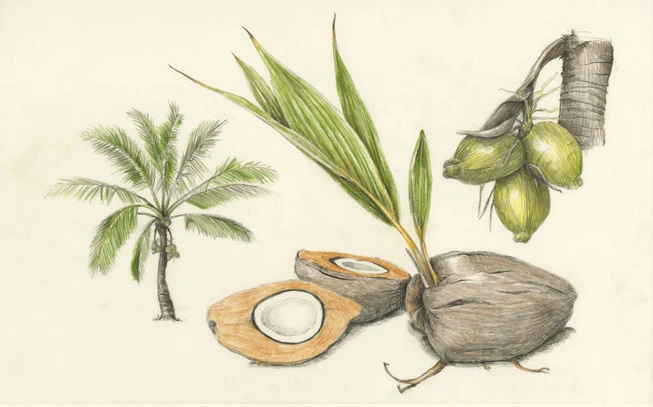 Καρύδα έλαιο , coconut oil , ( Cocos nucifera ) 3