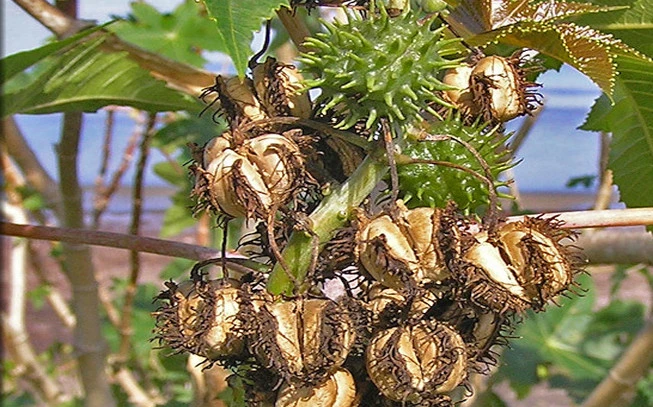 Καστορέλαιο , ρητινέλαιο, κικινέλαιο , ρετσινόλαδο , Castor Oil , ( Ricinus communis ) 2