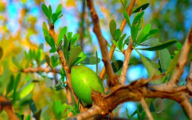 Argan oil, (Argania spinosa). 2