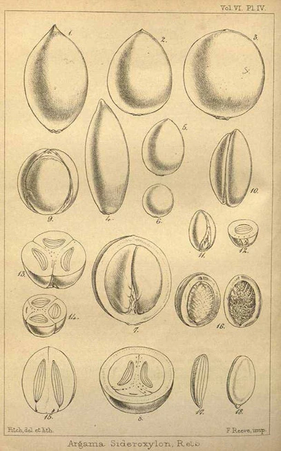 Argan oil, (Argania spinosa). 3
