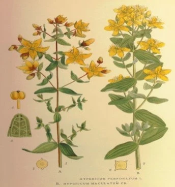Βαλσαμέλαιο ,  (hypericum perforatum). 3