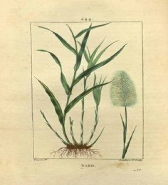 Σιτρονέλλα έλαιο , Citronella oil , ( Cymbopogon nardus ). 3