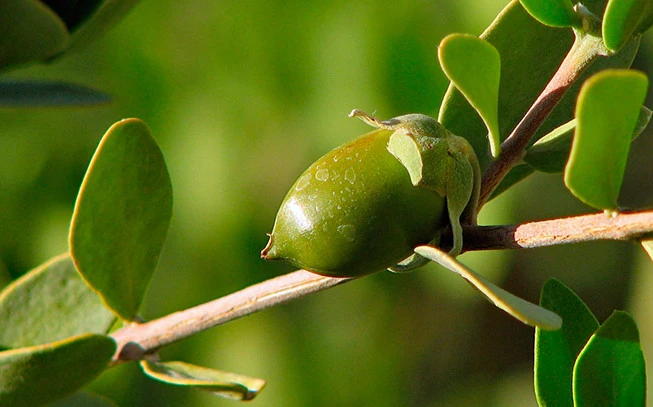 Τζοτζόμπα έλαιο , Jojoba oil , ( Simmondsia chinensis ). 2