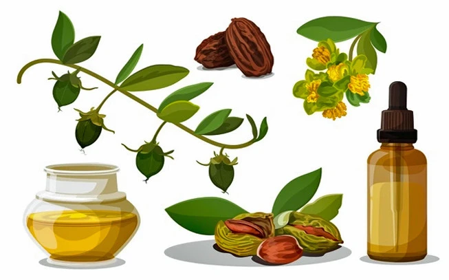 Τζοτζόμπα έλαιο , Jojoba oil , ( Simmondsia chinensis ). 3