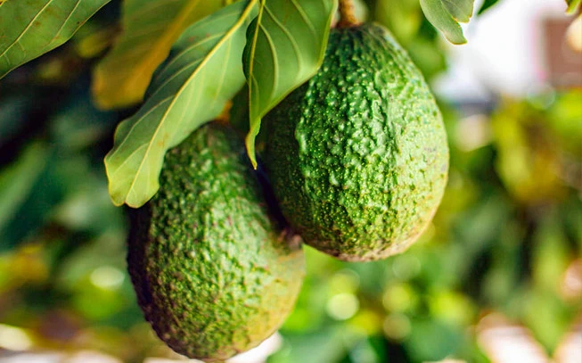 Avocado oil . Avocanto oil,  (persea Americana, persea gratissima). 2
