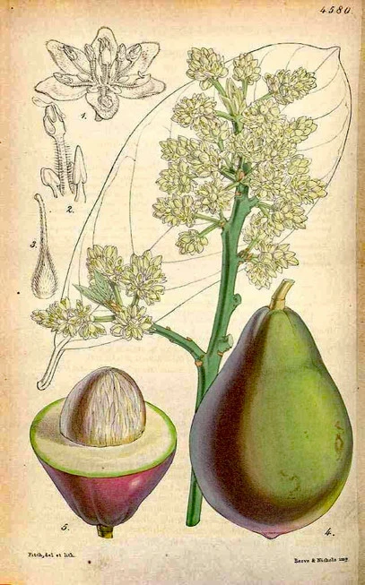 Avocado oil . Avocanto oil,  (persea Americana, persea gratissima). 3