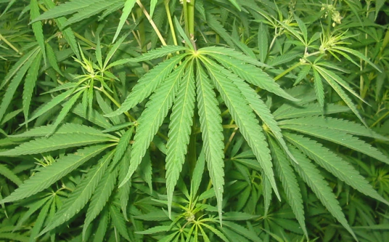 Κανναβέλαιο , Λάδι κάνναβης  , organic hemp seed oil. 2