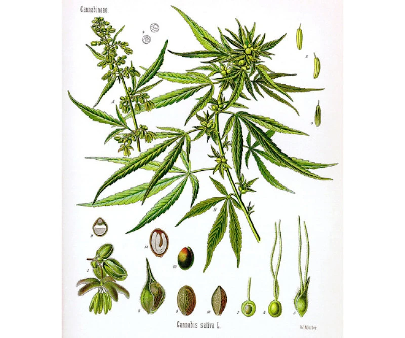 Κανναβέλαιο , Λάδι κάνναβης  , organic hemp seed oil. 3