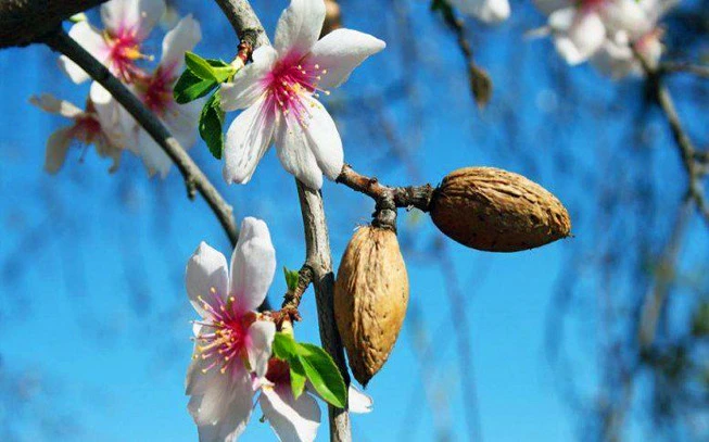 Αμυγδαλέλαιο ,    (runus amygdalus). 2