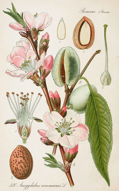 Αμυγδαλέλαιο ,    (runus amygdalus). 3