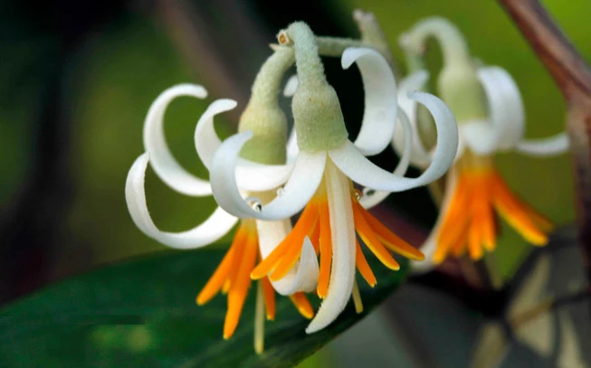 Benzoin (Styrax Benzoin) 2