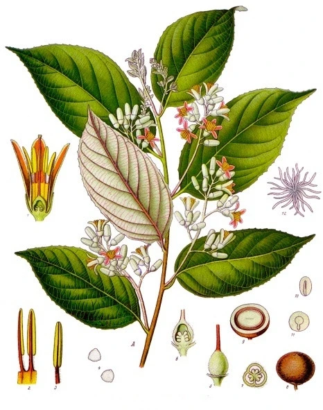 Benzoin (Styrax Benzoin) 3