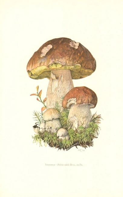 Μανιτάρια πορτσίνι , βασιλομανίταρο , καλογεράκι , Βωλίτης ο εδώδιμος , porcino , porcini , king bolete, penny bun , cep , ( Boletus edulis ). 3