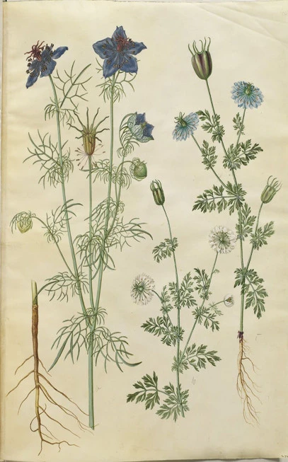 Μαυροσήσαμο, μαυροκούκι, μαύρη μυρωδιά, μαύρο κύμινο, κύμινον το αιθιοπικόν, Μελάνθιον το ήμερον, Νιγέλα η εδώδιμος, Black cumin, (Nigella sativa). 3