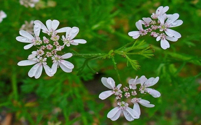 Κόλιανδρος  ,  (Coriandrum sativum) 2