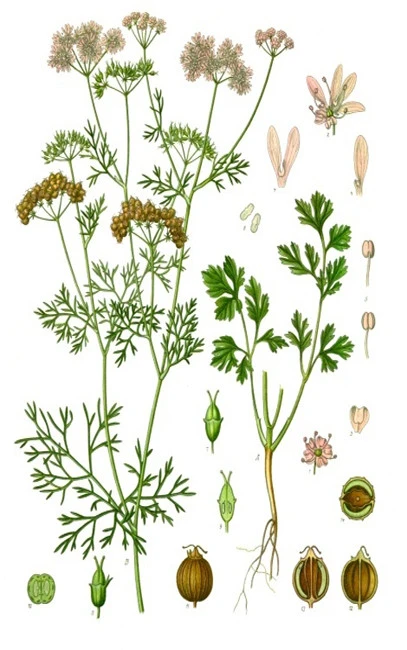 Κόλιανδρος  ,  (Coriandrum sativum) 4