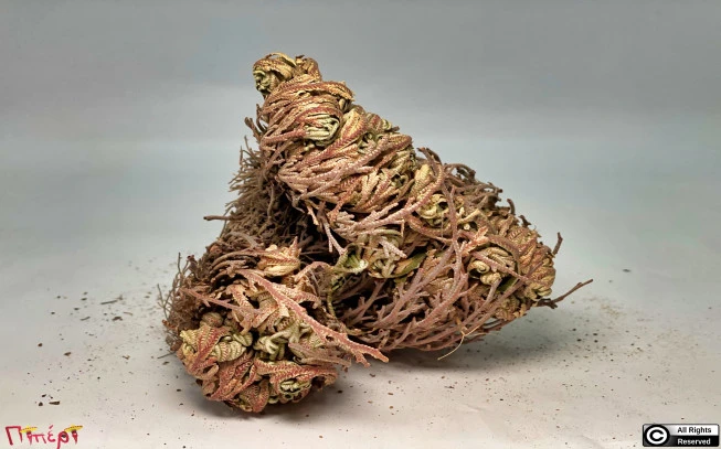 Rose of Jericho, rose of the Virgin, rose of wishes, flower of the resurrection, siempre viva, tumbleweed, (Selaginella lepidophylla). 1