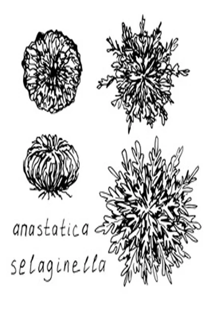Rose of Jericho, rose of the Virgin, rose of wishes, flower of the resurrection, siempre viva, tumbleweed, (Selaginella lepidophylla). 3