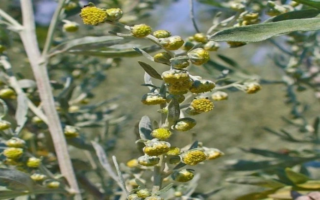 Αψιθιά : Αρτεμισία , αψίνθιο (artemisia absinthiun). 2