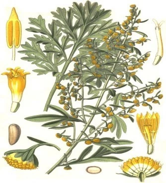 Αψιθιά : Αρτεμισία , αψίνθιο (artemisia absinthiun). 3