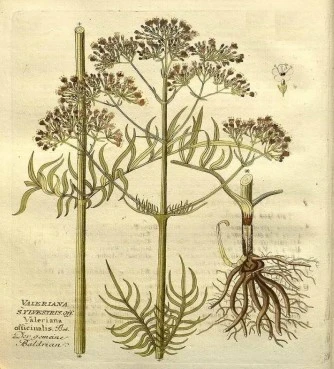 Βαλεριάνα, βαλεριάνη, βαλεριάνα η φαρμακευτική (valerians officinalis). 3