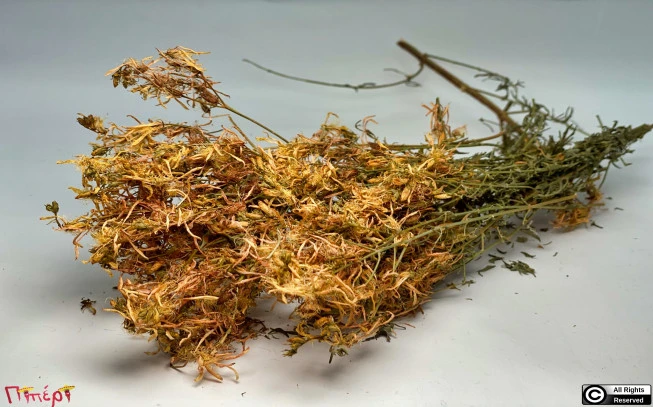 Βάλσαμο μάτσο ,   hypericum perforatum. 1