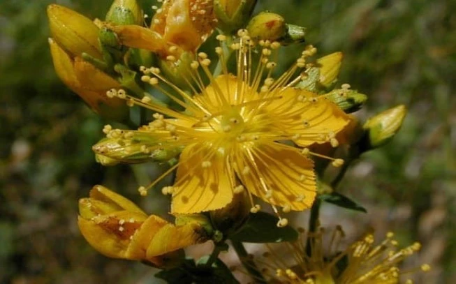 Βάλσαμο μάτσο ,   hypericum perforatum. 2