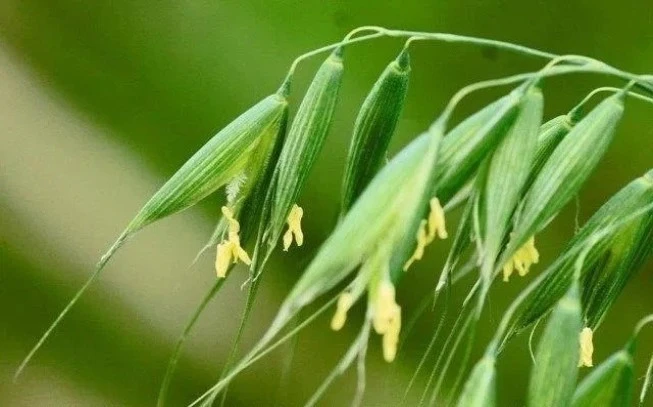 Βρώμη : αβένα η εδώδιμη (aveva sativa). 2