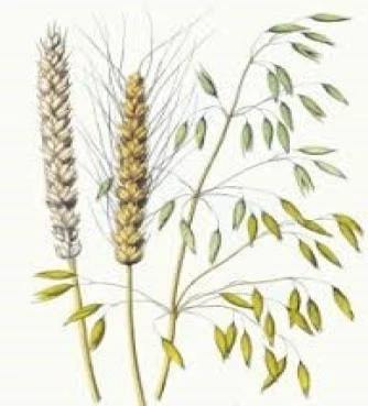 Βρώμη : αβένα η εδώδιμη (aveva sativa). 3