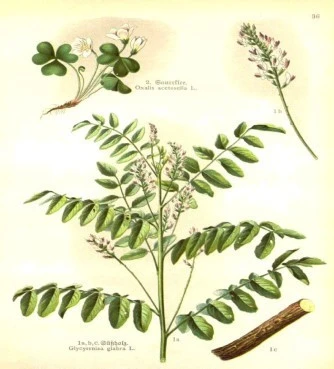 Licorice, licorice or booty, (, glycyrrhiza grabra). 4