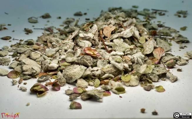 Diktamo, erontas, gerontas, adichtamos, attitamos, stomachohorto, dikhtamo, stomatohorto, pastakhotso, (origanum dictamnus). 1