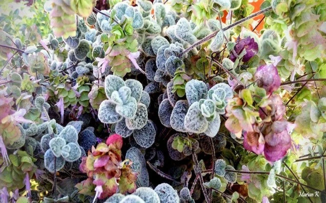 Diktamo, erontas, gerontas, adichtamos, attitamos, stomachohorto, dikhtamo, stomatohorto, pastakhotso, (origanum dictamnus). 2