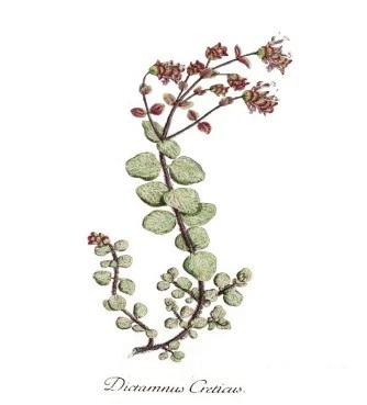 Diktamo, erontas, gerontas, adichtamos, attitamos, stomachohorto, dikhtamo, stomatohorto, pastakhotso, (origanum dictamnus). 3
