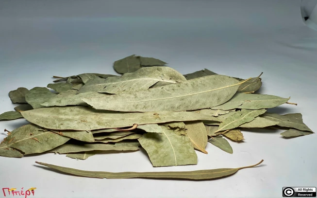 Ευκάλυπτος , ευκάλυπτος οσφαιρικός , blue gum , (Eucalyptus globulus). 1