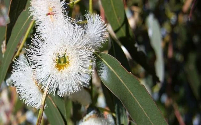 Ευκάλυπτος , ευκάλυπτος οσφαιρικός , blue gum , (Eucalyptus globulus). 2