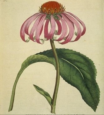 Echinacea, echinacea, purple echinacea, (echinacea purpurea). 3