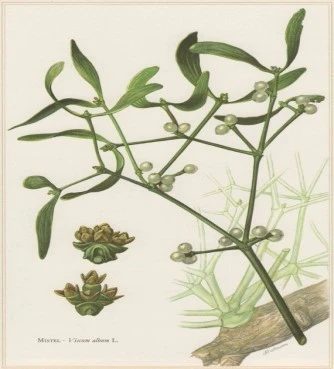 Ιξός , γκί , βίσκο το λευκό , Μέλα , Μηλιός , Μελάς , Μελιός ή Μελιά, Βρυ ελατένιο , (viscum album). 3