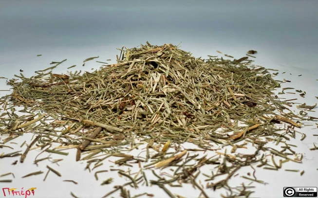 Common Horsetail, Horseradish, hippopotamus the rat, equisetum, kontilochorto, ponytail, horsetail, (equisetum arvense). 1