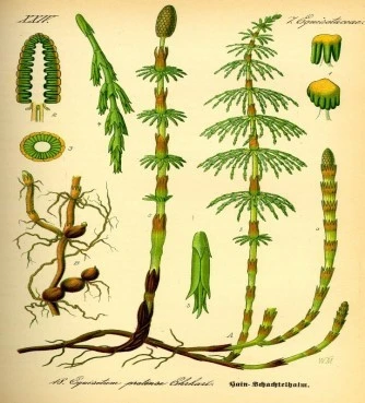 Common Horsetail, Horseradish, hippopotamus the rat, equisetum, kontilochorto, ponytail, horsetail, (equisetum arvense). 3
