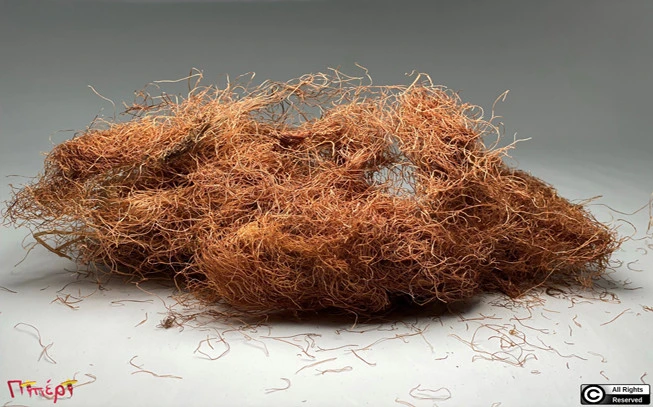 Corn yarn, corn mustache, corn tassel, corn hair, corn wool, (zea mays). 1