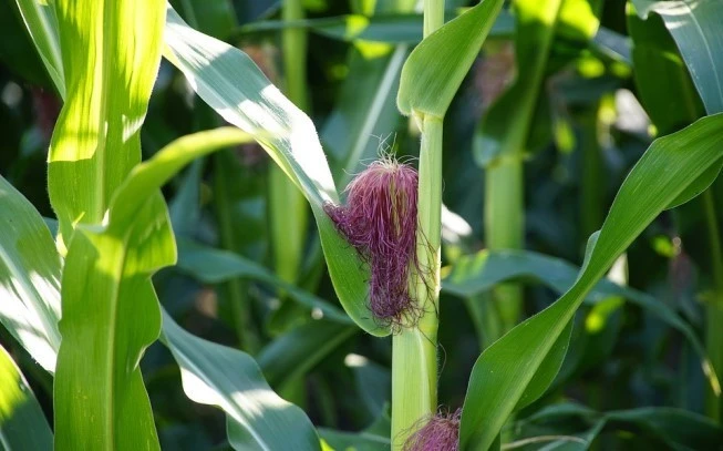 Corn yarn, corn mustache, corn tassel, corn hair, corn wool, (zea mays). 2