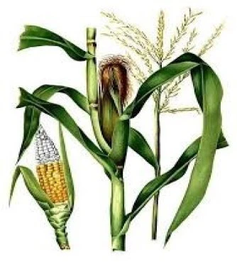 Corn yarn, corn mustache, corn tassel, corn hair, corn wool, (zea mays). 3