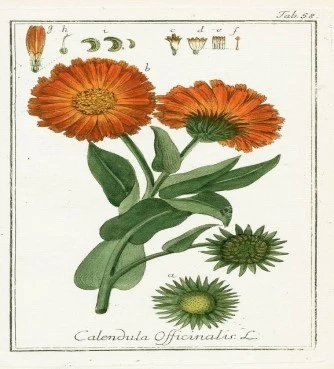 Καλέντουλα ,   ( calentula officinallis ). 3